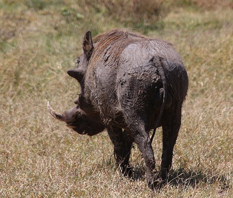 Warzenschwein