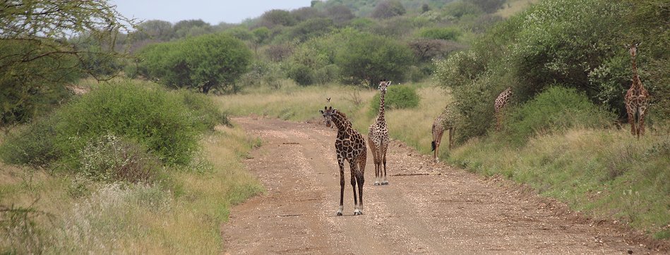 Giraffen