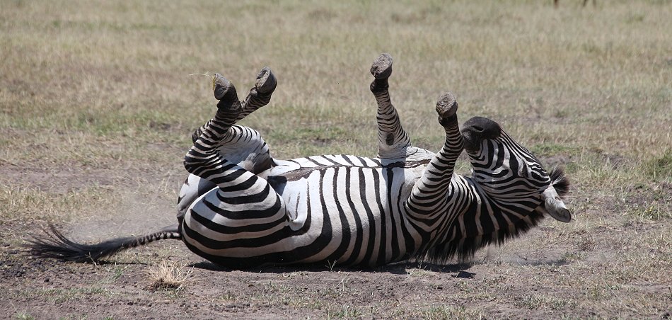 Zebras