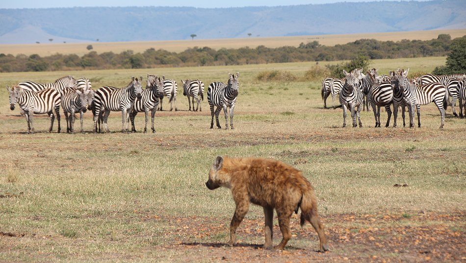 Zebras