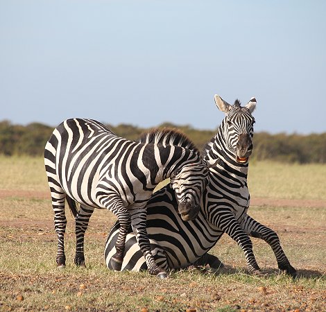 Zebras