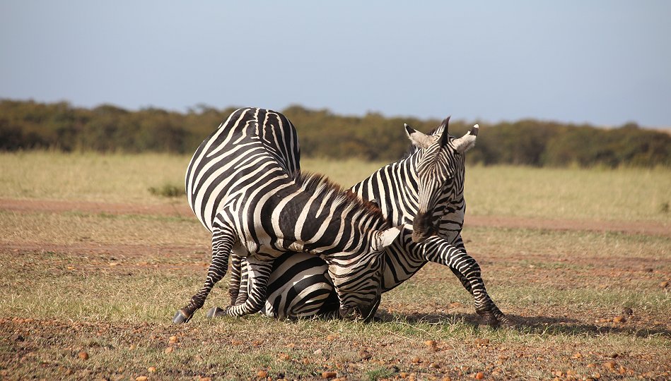 Zebras