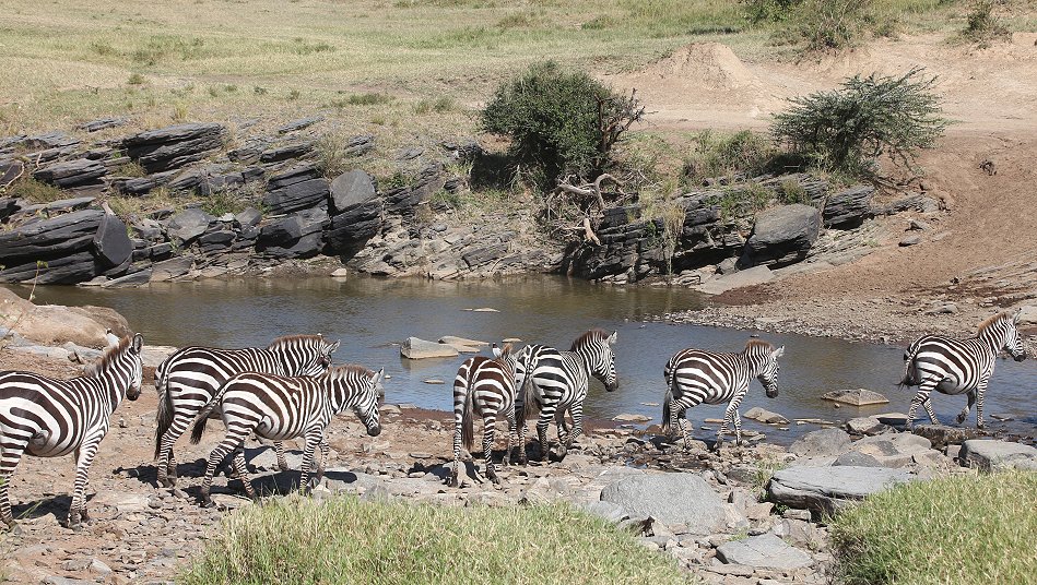 Zebras