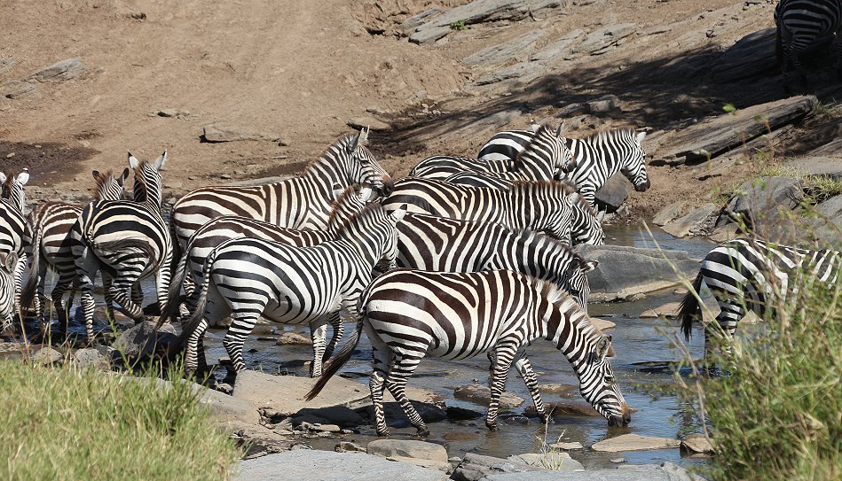 Zebras