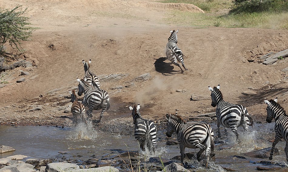 Zebras