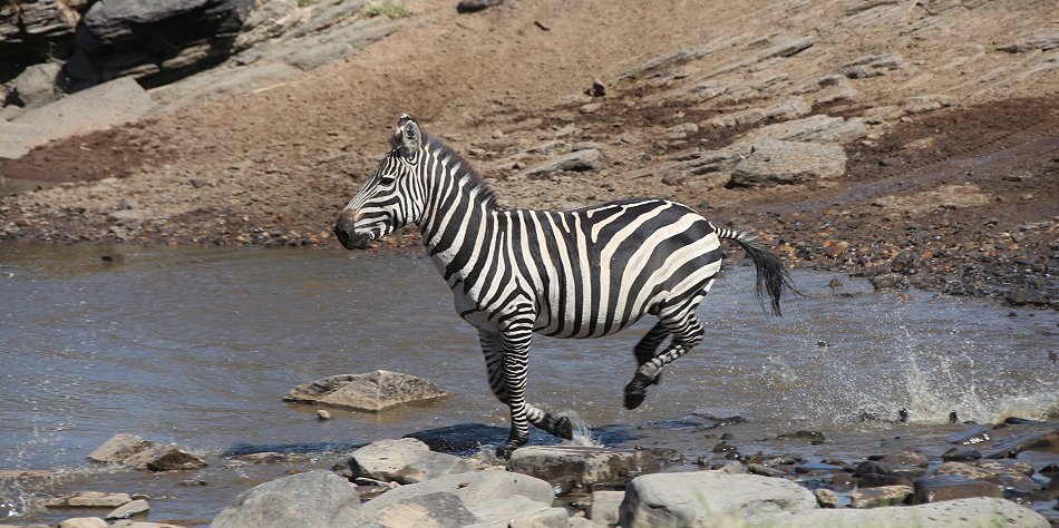 Zebras