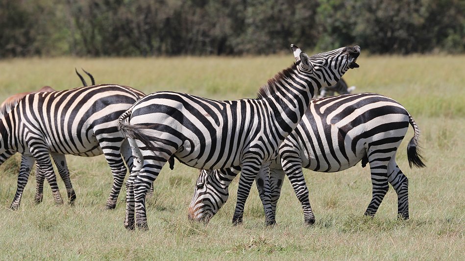 Zebras