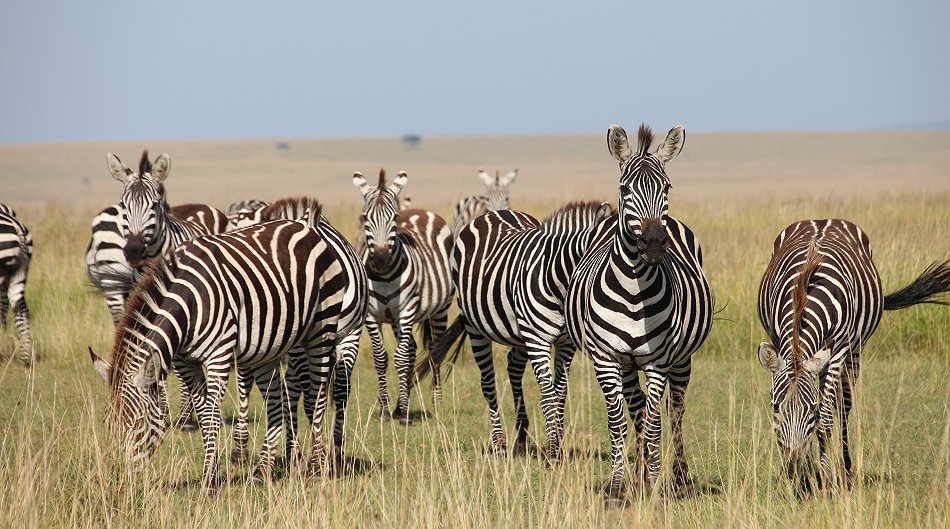Zebras