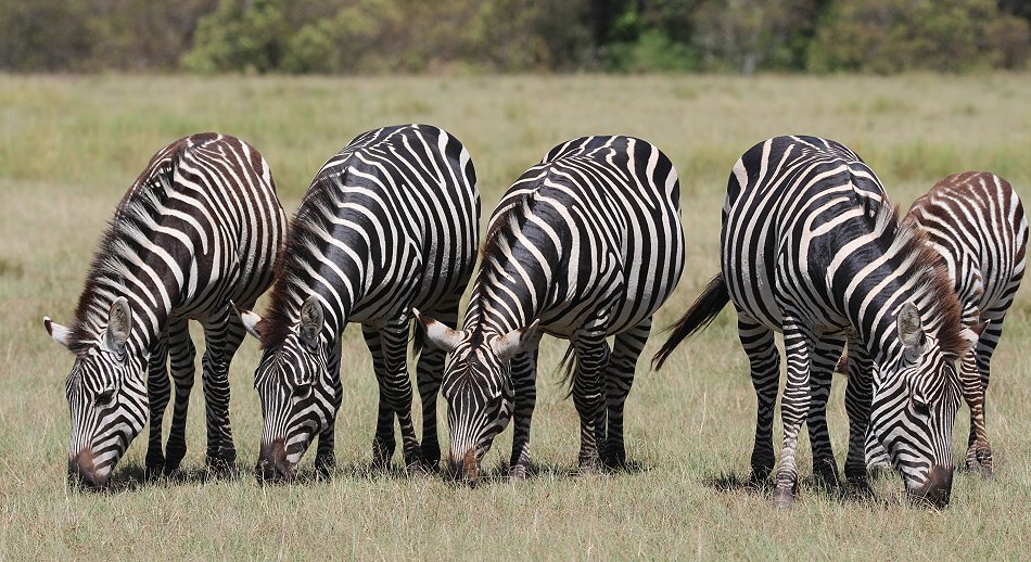 Zebras