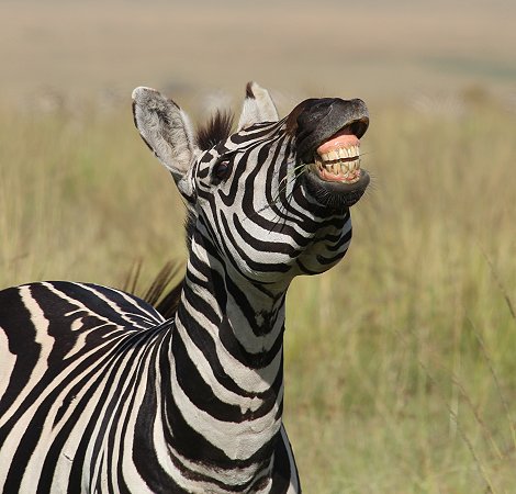 Zebras in der Masai Mara