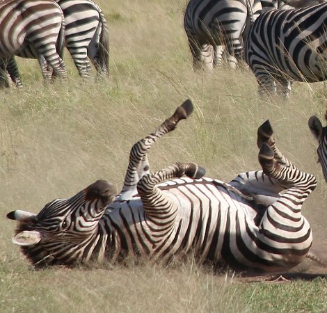 Zebras