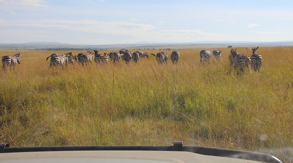 Zebras