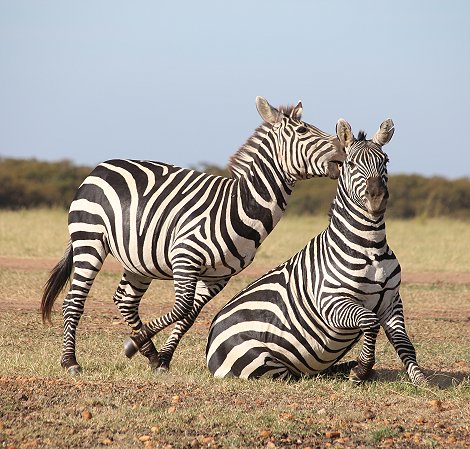 Zebras