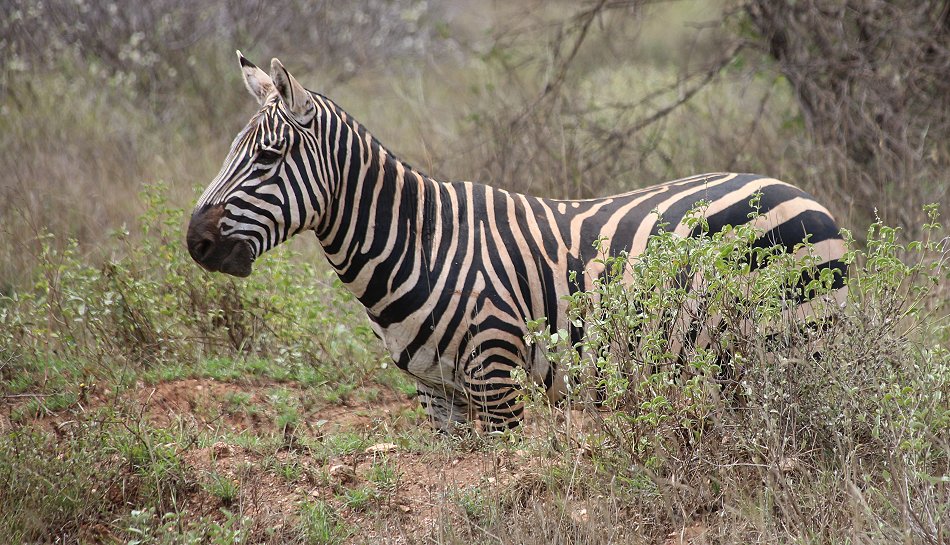 Game Drive im Tsavo West