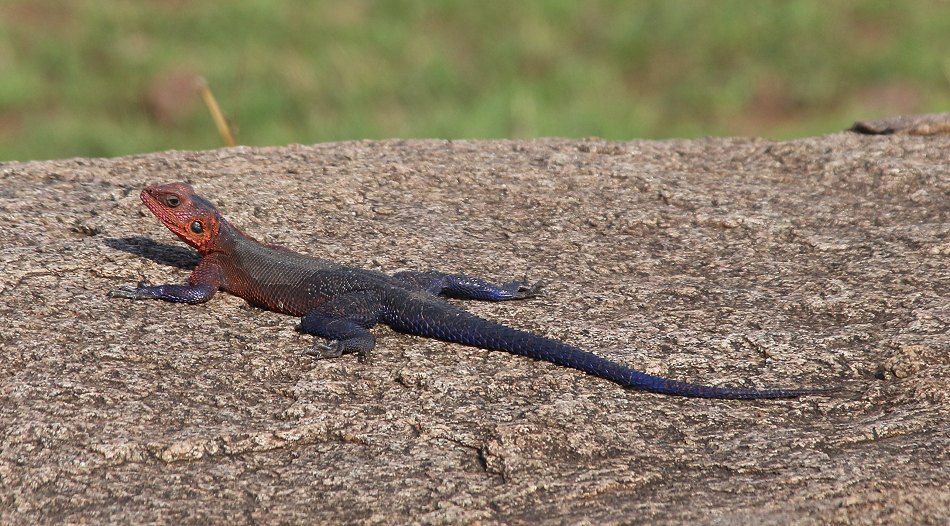 Agama Mwanza, Masai Mara