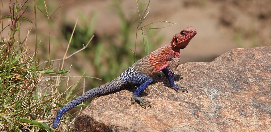 Mwanza Agama