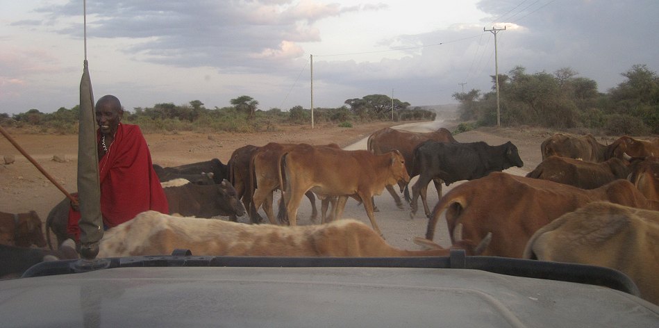 Masai mit Rindern - Amboseli Park