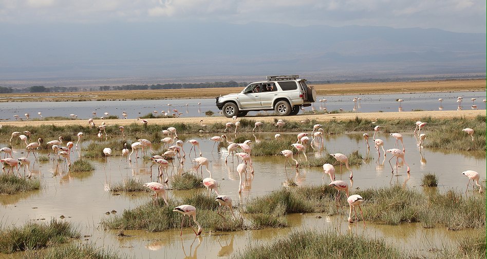 Gnu im Amboseli National Park