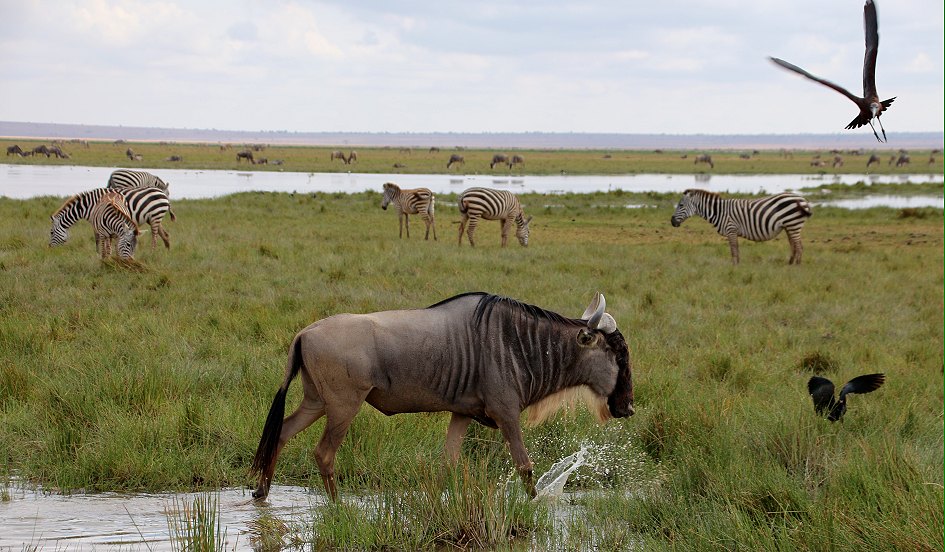 im Amboseli National Park