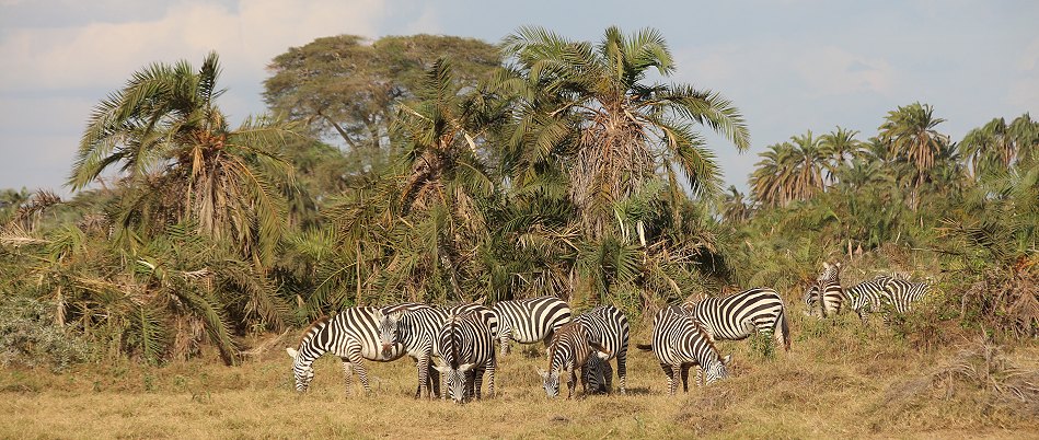 Zebras im Amboseli Park