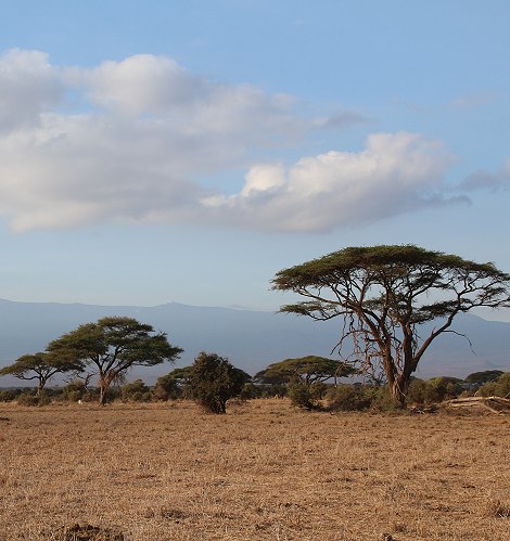 im Amboseli National Park