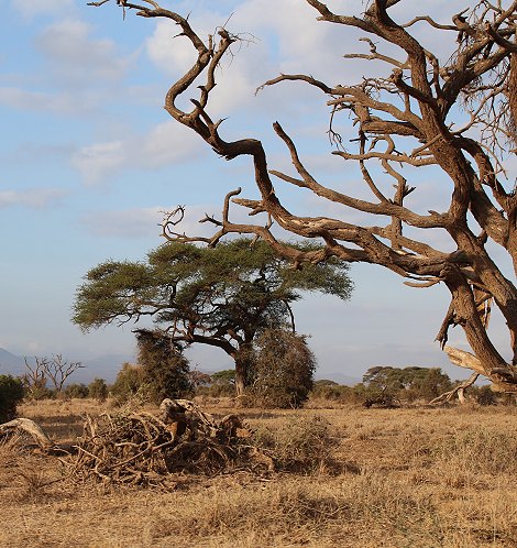 im Amboseli National Park