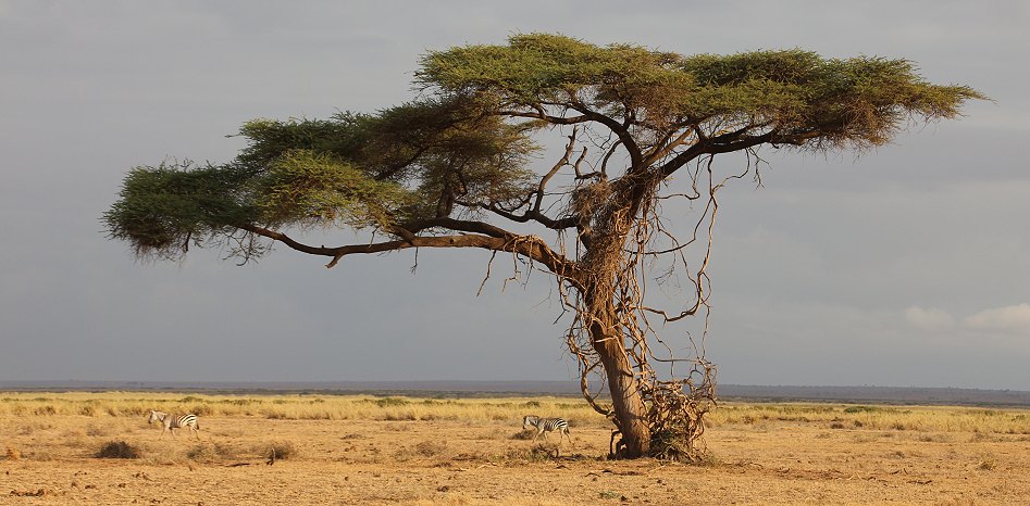 im Amboseli National Park
