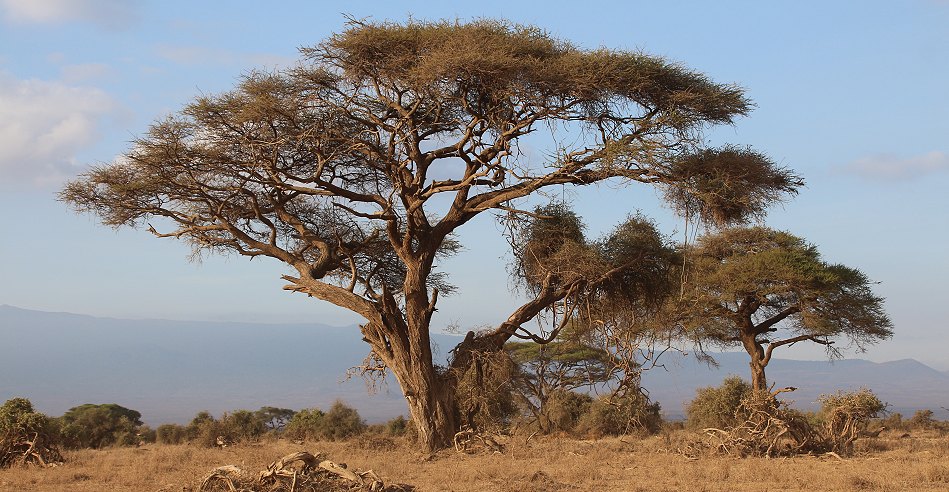 im Amboseli National Park