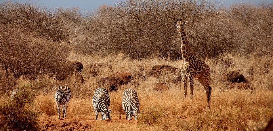 Amboseli Bush Camp - next to Amboseli National Park