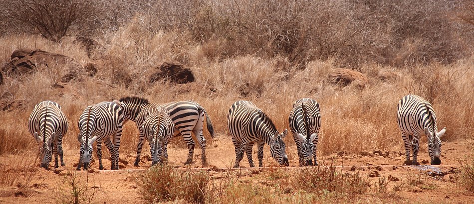  im Amboseli Bush Camp