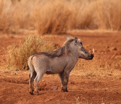 Amboseli Bush Camp - next to Amboseli National Park