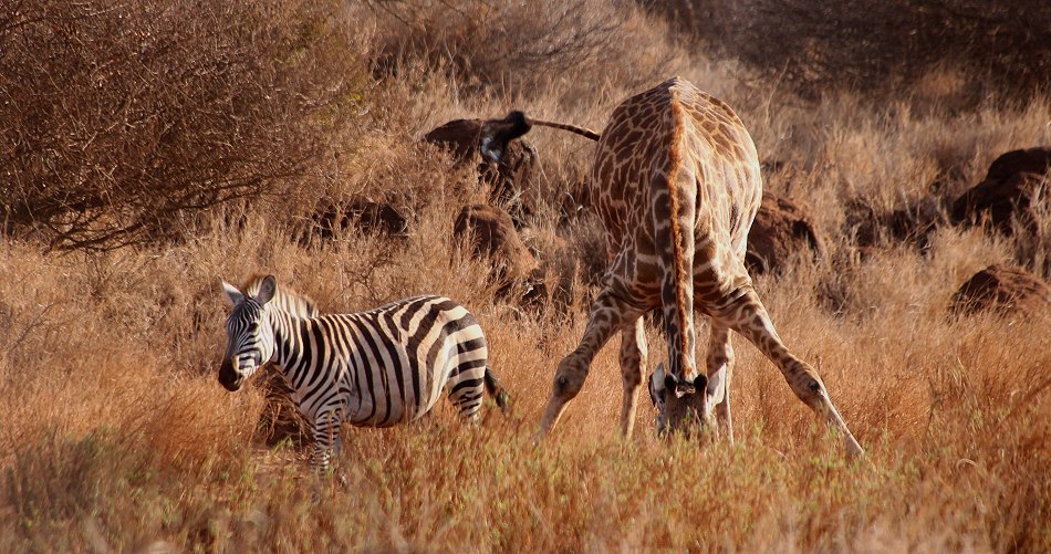Amboseli Bush Camp - next to Amboseli National Park