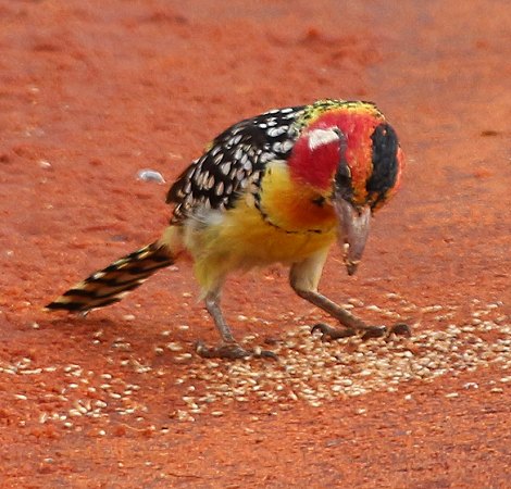 Flammkopfbarthvogel im Lumo Reservat