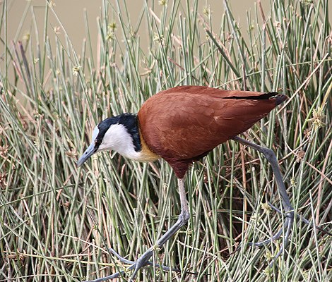 Blaustirnblatthühnchen im Amboseli National Park