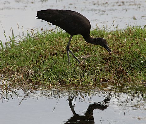 Braunersichler im Amboseli National Park