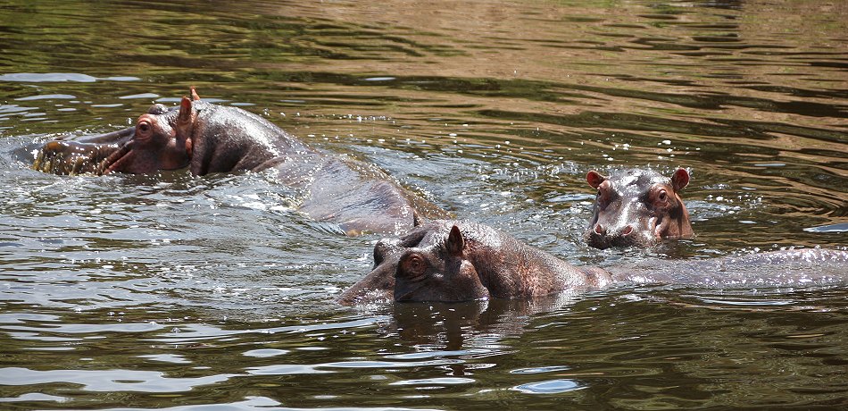 Mara Bush Camp - Ol Are Orok River, Masai Mara
