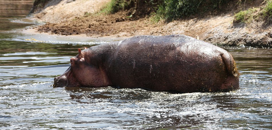 Mara Bush Camp - Ol Are Orok River, Masai Mara