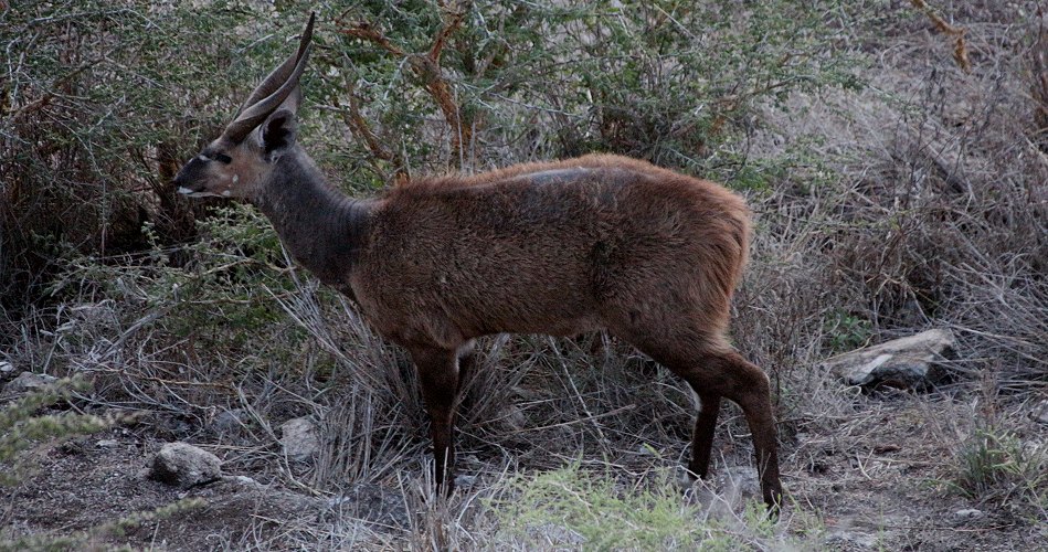 Bush Bock, Lions Bluff Lodge - Lumo Conservancy