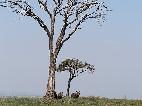 Buschfrühstück in der Masai Mara