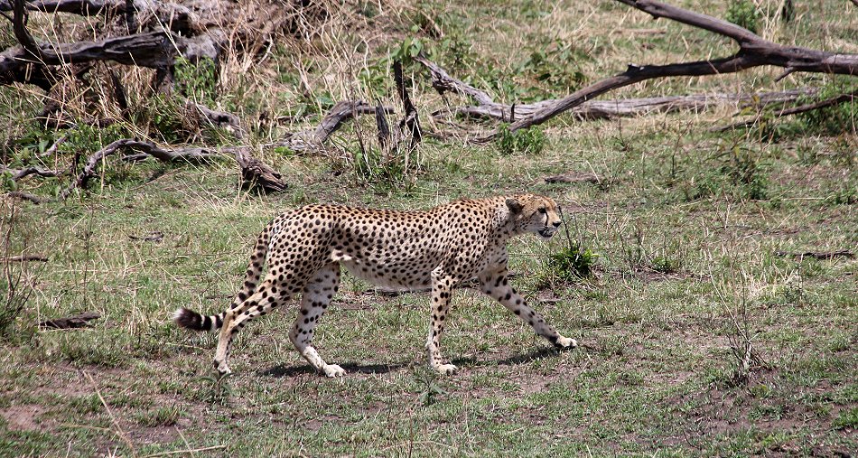 Geparden Weibchen in der Masai Mara