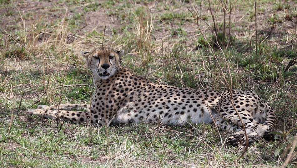 Geparden Weibchen in der Masai Mara