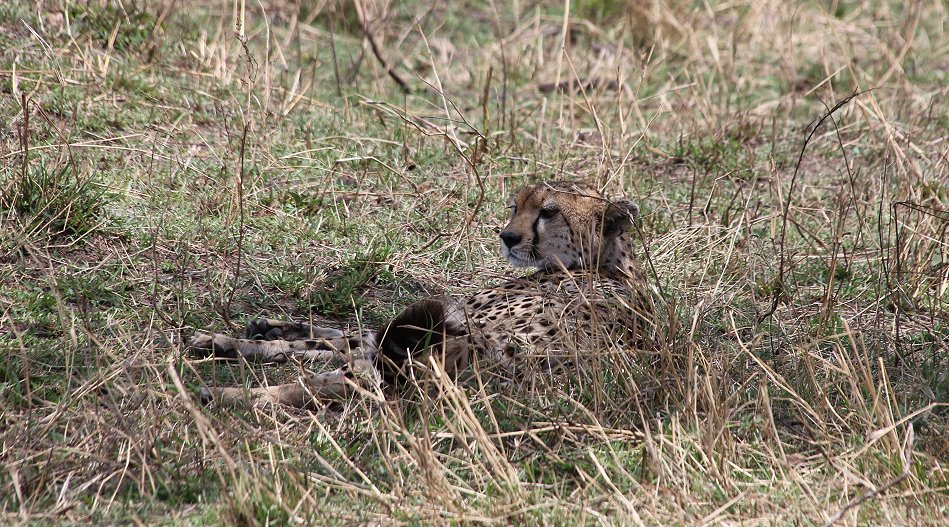 Geparden Weibchen in der Masai Mara