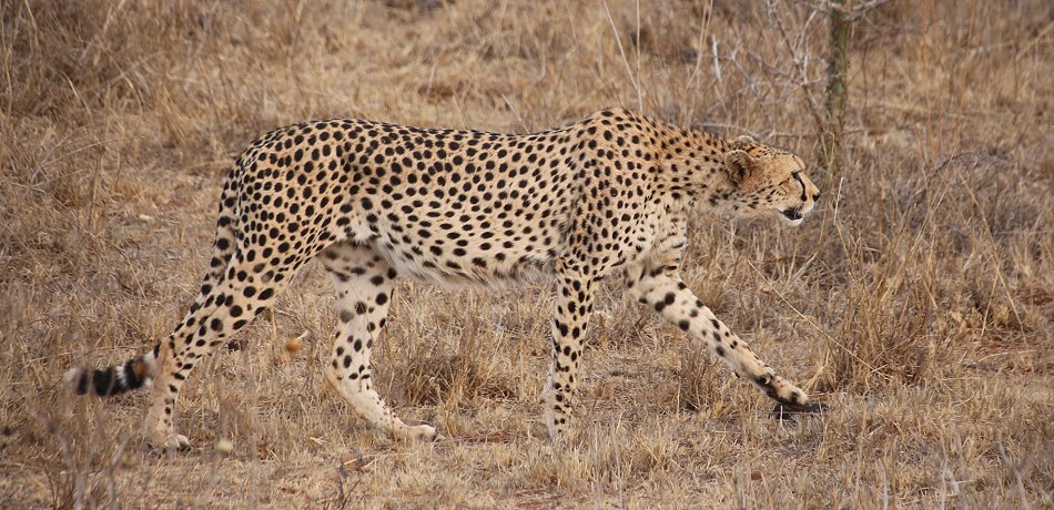 Gepard im Lumo Reservat