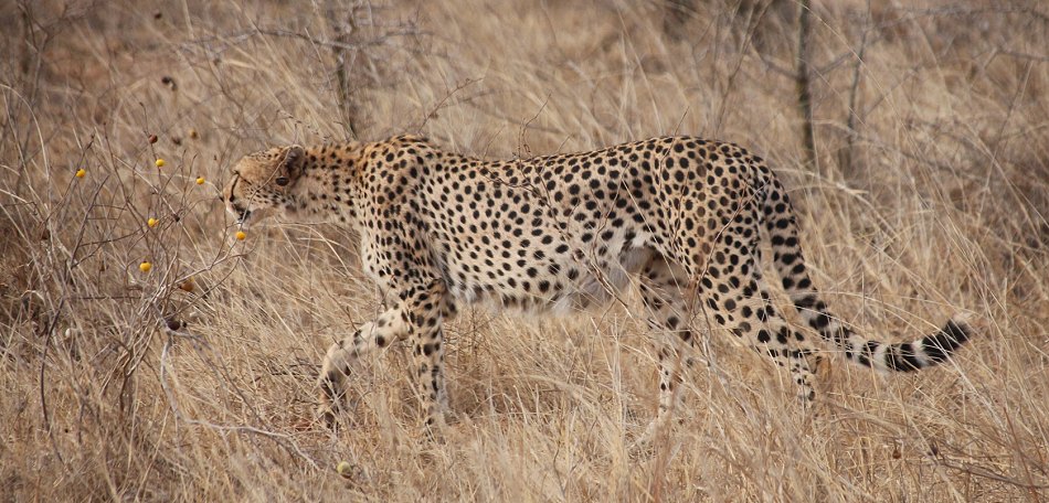Gepard im Lumo Reservat