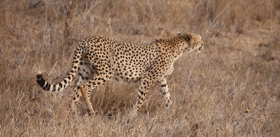 Gepard im Lumo Reservat