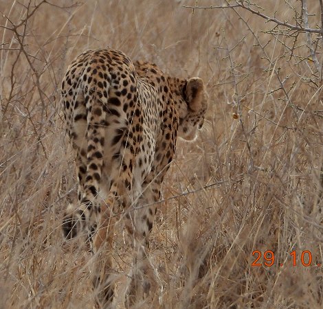Gepard im Lumo Reservat