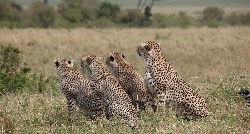 Geparden, Cheetah Neema und ihre Jungen 11.Oktober 2021