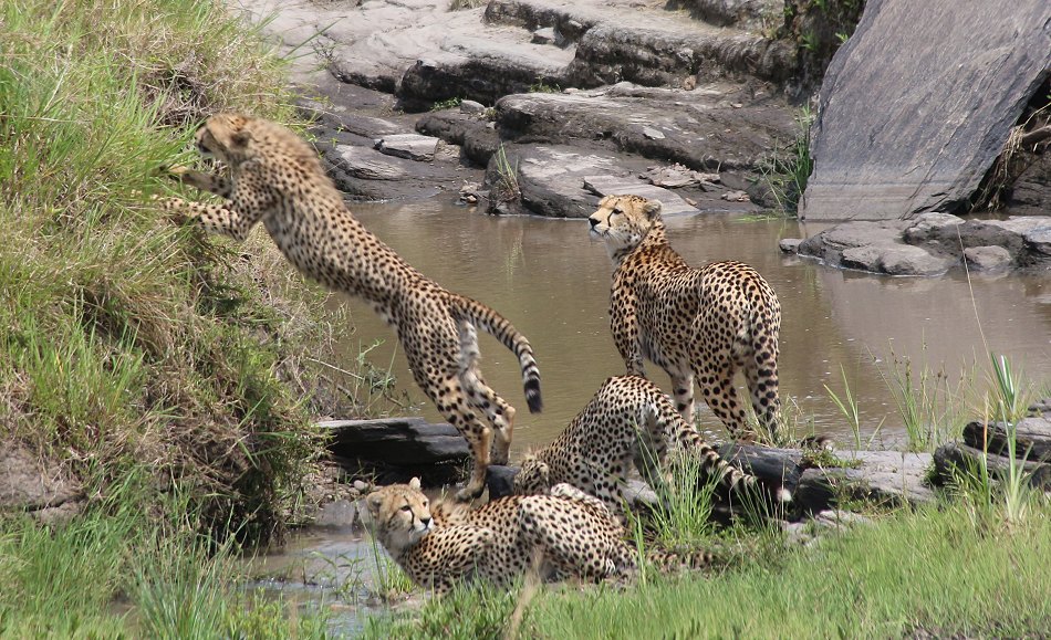 Geparden, Cheetah Neema und ihre Jungen