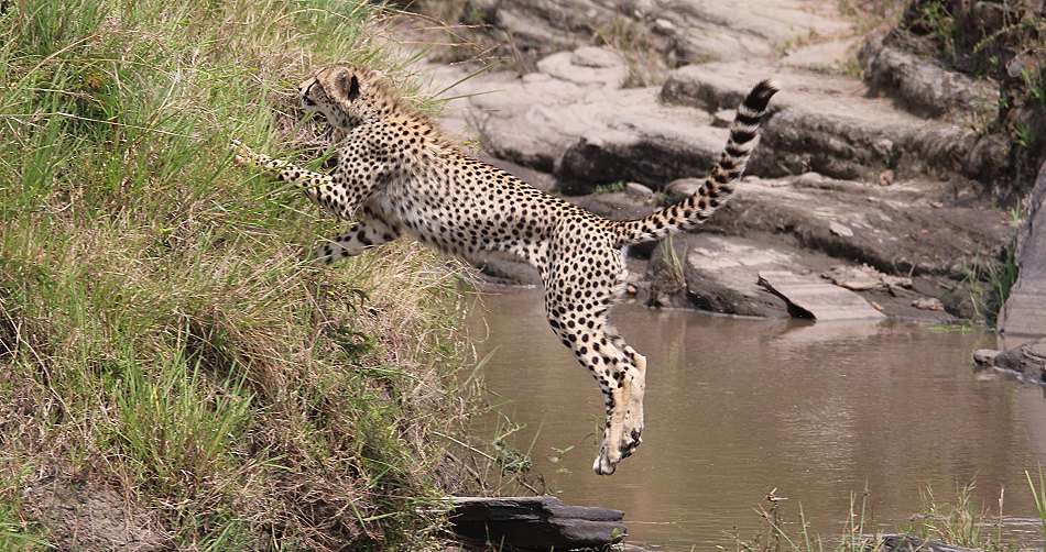Geparden, Cheetah Neema und ihre Jungen