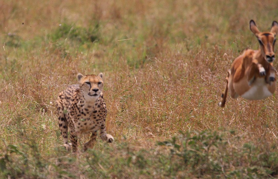 Geparden, Cheetah Neema und ihre Jungen